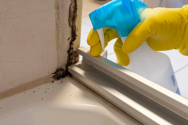 Best Attic Mold Removal  in Harwich Port, MA