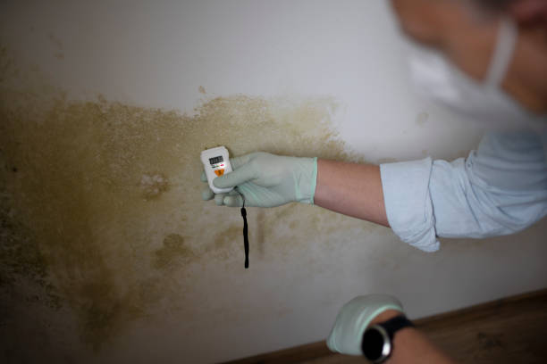 Best Fast Mold Removal  in Harwich Port, MA