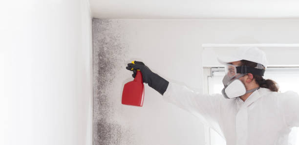 Best Professional Mold Removal  in Harwich Port, MA