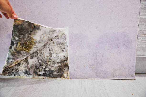 Best Residential Mold Removal  in Harwich Port, MA